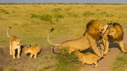 Frères lions