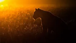 Frères lions
