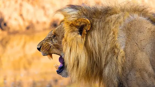Frères lions
