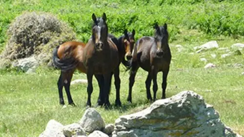 Frombu, le cheval corse