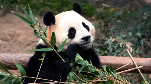 Fu Bao : la star des pandas
