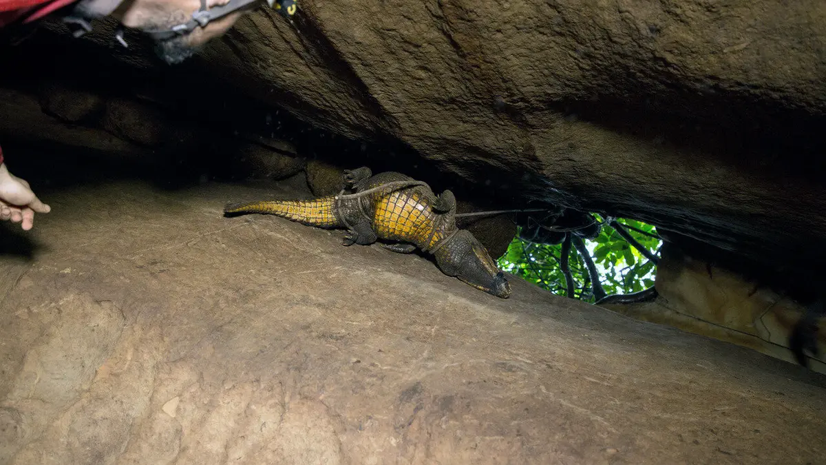 Gabon : dans les grottes des crocodiles orange
