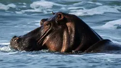 Visuel de Gabon sauvage