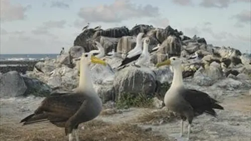 Galápagos S'adapter