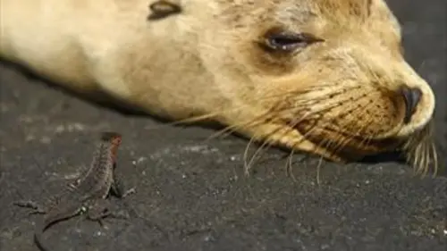 Galápagos Evoluer