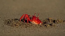 Visuel de Galápagos