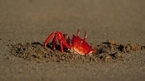 Galápagos E02 Des îles qui ont changé le monde