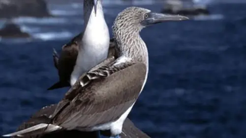 Galápagos en streaming