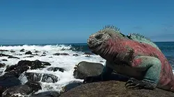 Visuel de Galápagos, archipel inattendu