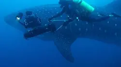 Visuel de Galapagos, au royaume des requins-baleines