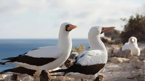 Galápagos - l'archipel sauvage S01E01 La loi de l'océan