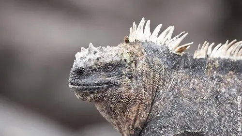 Galápagos, l'archipel sauvage