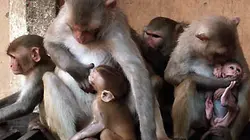 Visuel de Gang de macaques