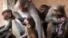 Gang de macaques S03E12 Délivre-nous du mâle (2009)
