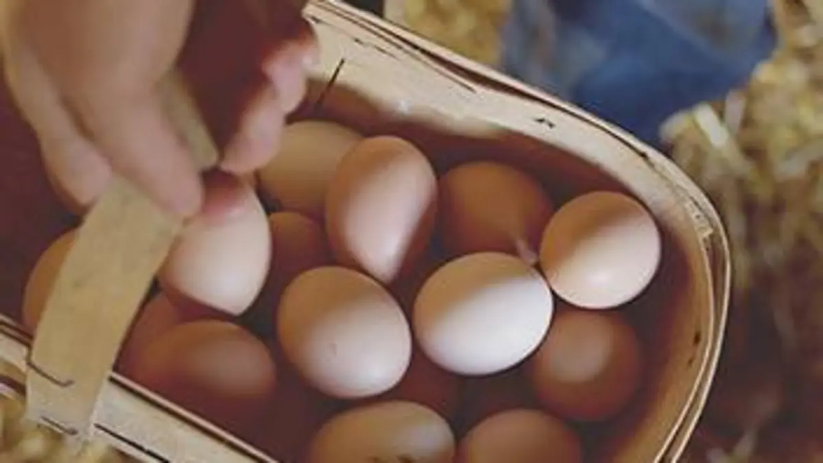 Garde-manger S01E03 Bio à vendre