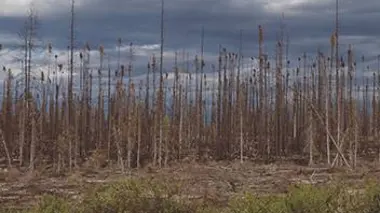 A la limite des arbres