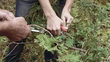 Les cueilleurs sauvages