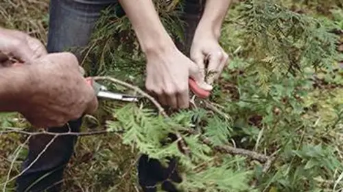 Garde-manger S01E05 Les cueilleurs sauvages