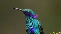 Gardiens des oiseaux en Colombie