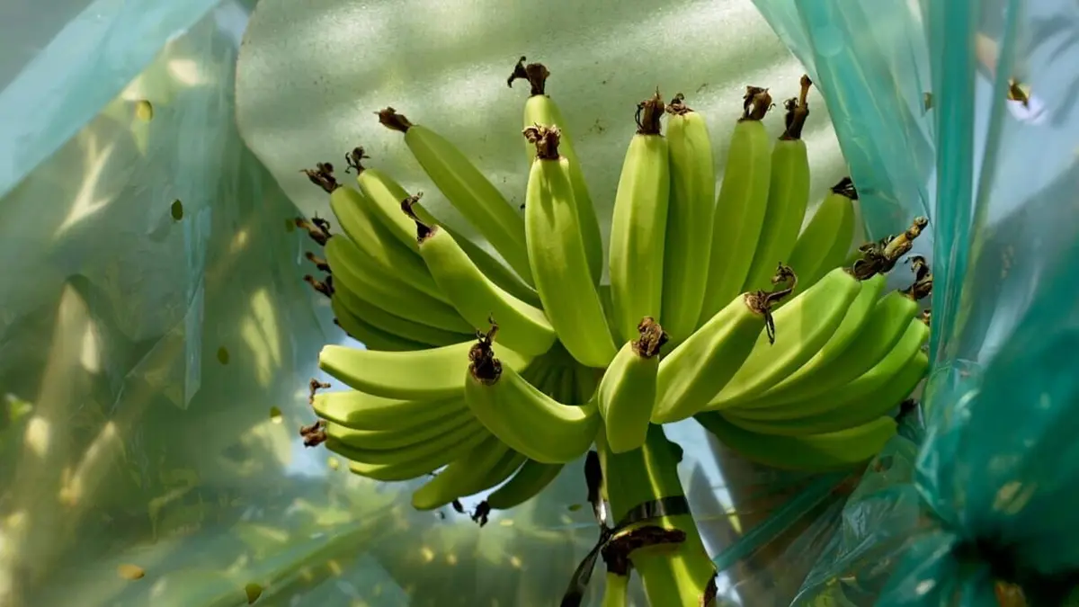 Audiences TV : Gardons la banane !