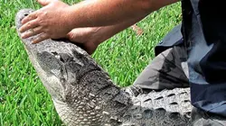 Visuel de Gator Boys : au secours des alligators