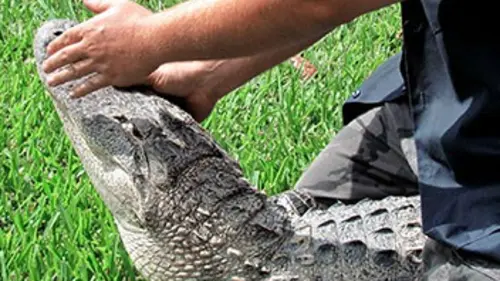 Gator Boys : au secours des alligators S03E00 Un chat hors-normes