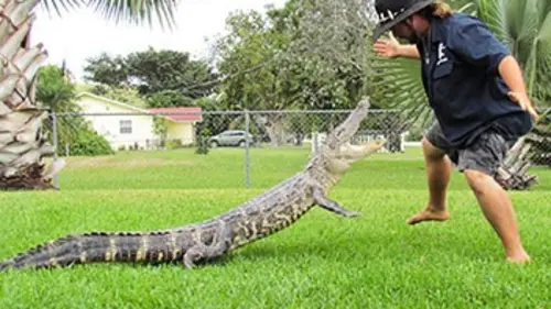 Épisodes de Gator Boys : au secours des alligators