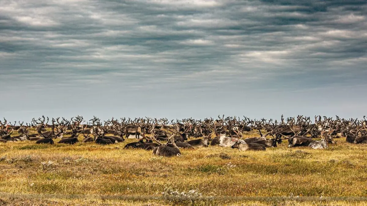 Gaz russe : La dernière route des Nenets