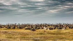 Gaz russe : La dernière route des Nenets