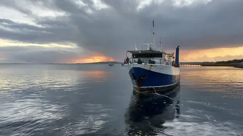 Géant des mers : Le requin