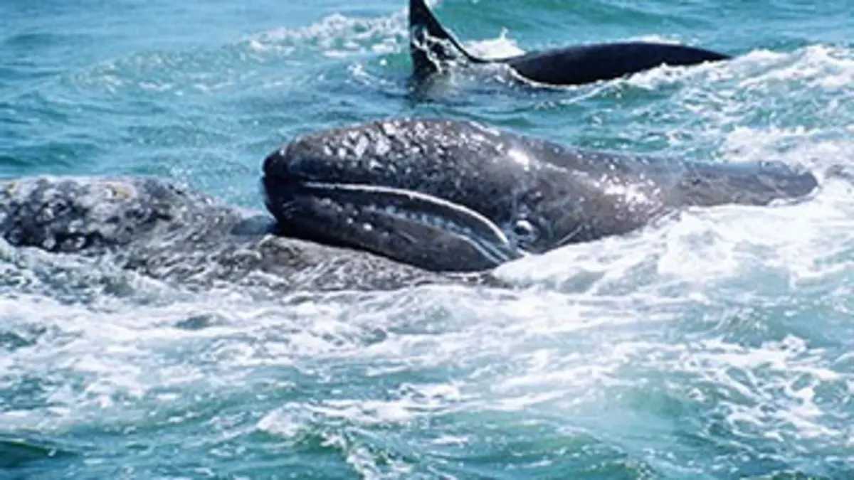 Géants de l'océan S01E01 Combats pour la vie