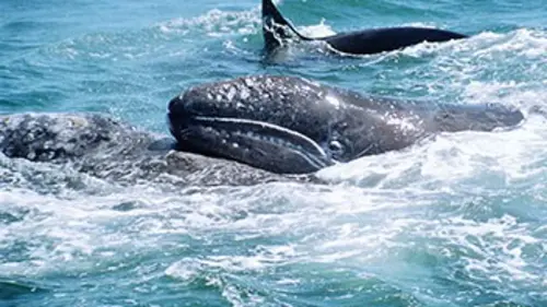 Géants de l'océan S01E01 Combats pour la vie