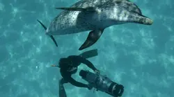 Visuel de Géants de l'océan