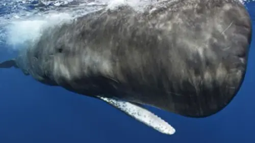 Géants de l'océan S01E03 Les chants des profondeurs