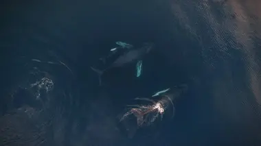 Le chant des baleines