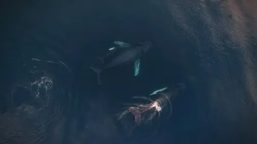 Géants des mers S01E03 Le chant des baleines