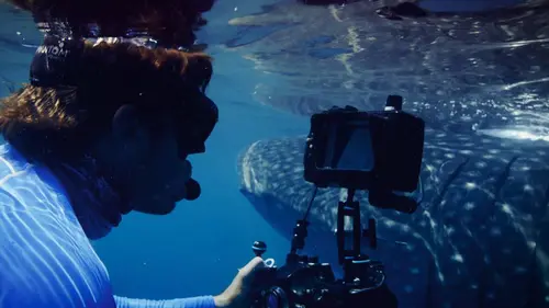 Géants des mers S01E05 Les requins-baleines du Qatar