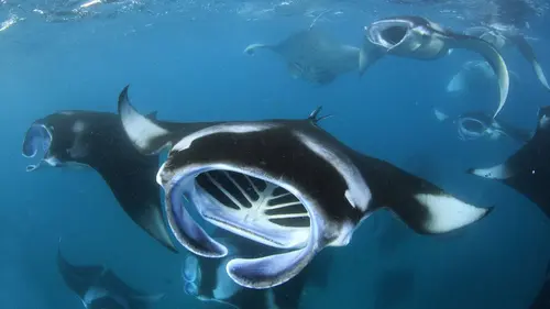 Géants des mers S01E06 La tornade des raies manta