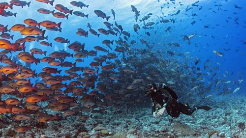 Géants des mers S01E07 La ville requin de Palau