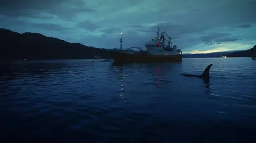 Géants des mers S01E08 Les orques de Norvège