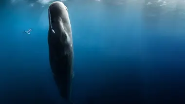 Course-poursuite en eaux profondes