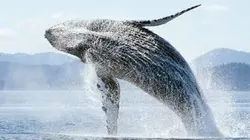 Visuel de Géants des profondeurs