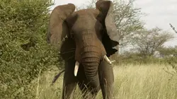 Visuel de Genesis II, et l'homme créa la nature