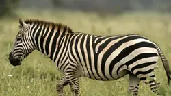 Visuel de Genesis II, et l'homme créa la nature