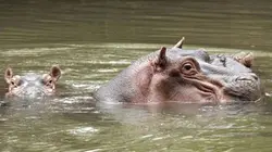 Visuel de Genesis II, et l'homme créa la nature