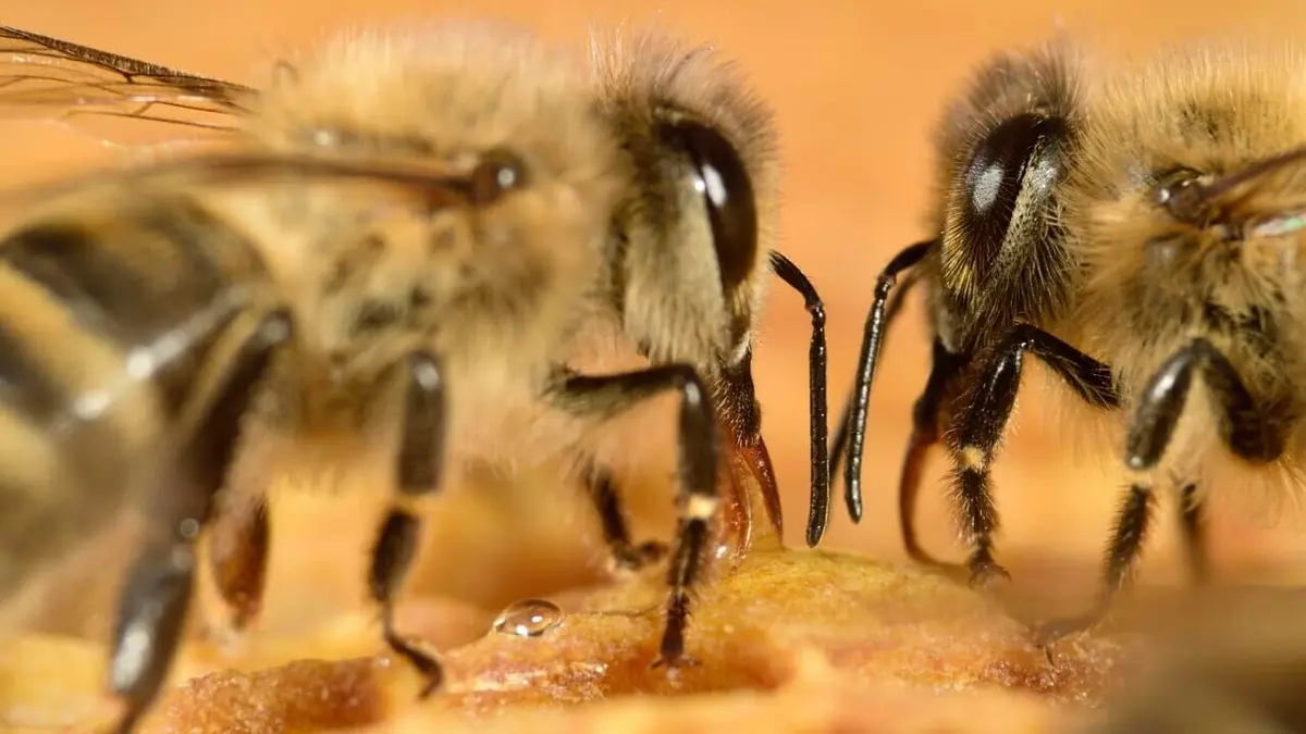 Génies de la nature Les prodiges