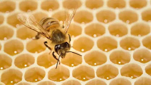 Génies de la nature Les architectes