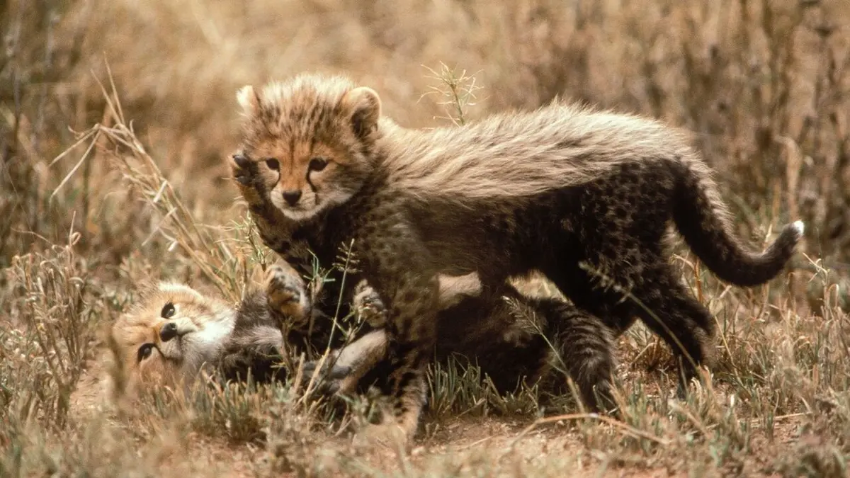 Génies de la nature Jeux de dupes
