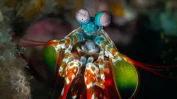 Génies de la nature Les nomades