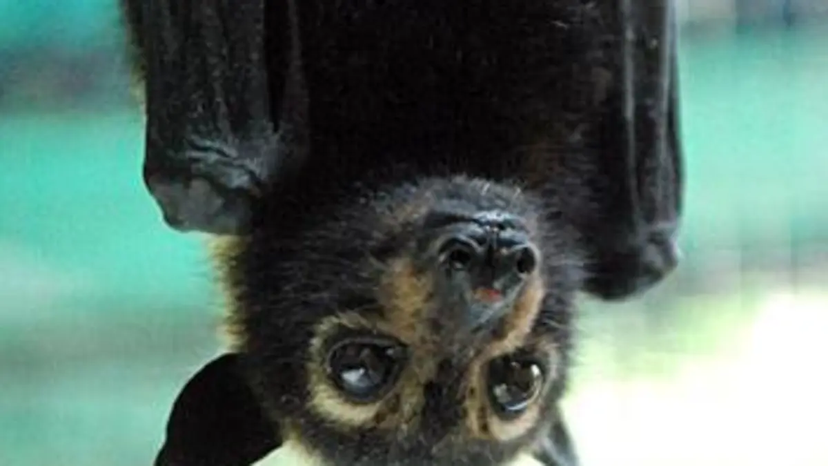GEO Reportage Les chauves-souris de Jenny
